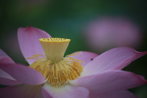 Ӗ(xn)4.jpg