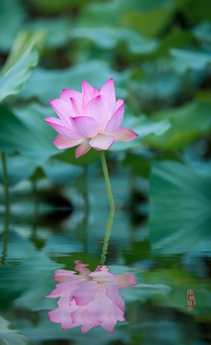 DSC_2540_p.jpg
